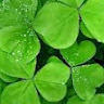 green.nature.leaf